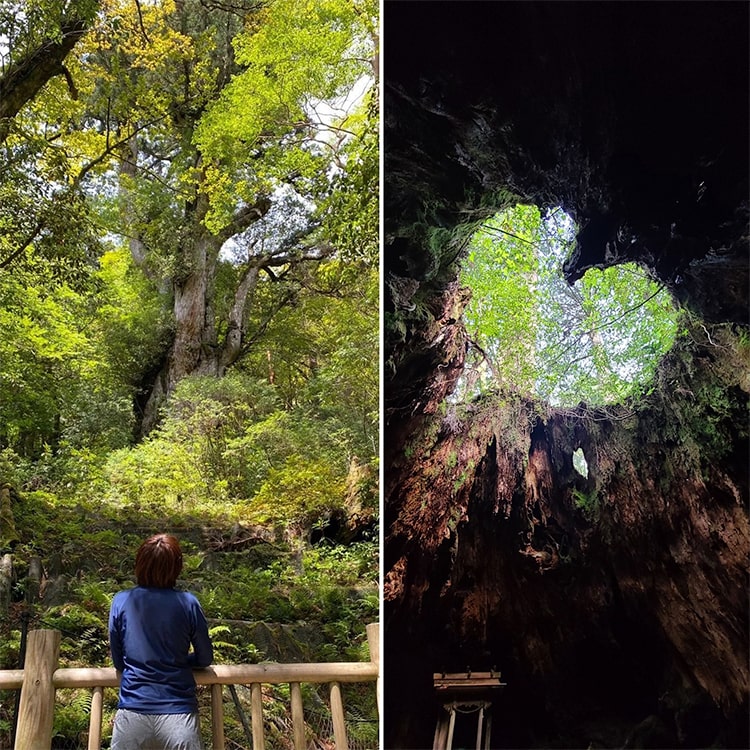 離島ナース4回目！屋久島で感じたこと(岡山県出身 看護師13年目)